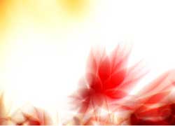 <b>Photoshop</b>